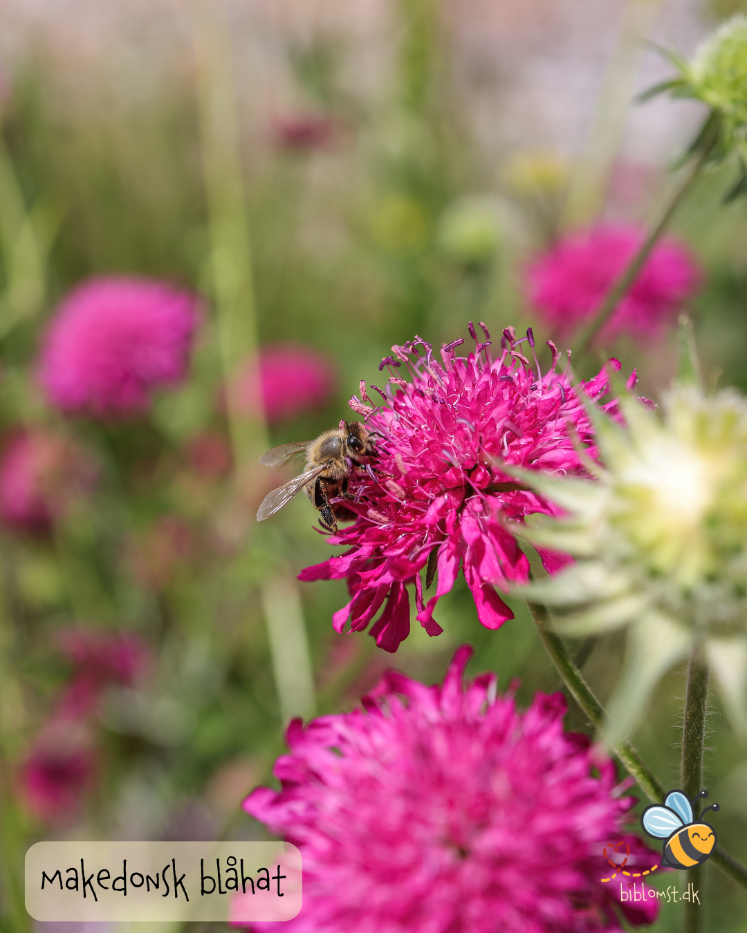 Makedonsk Blåhat - Red Cherries - Knautia macedonica