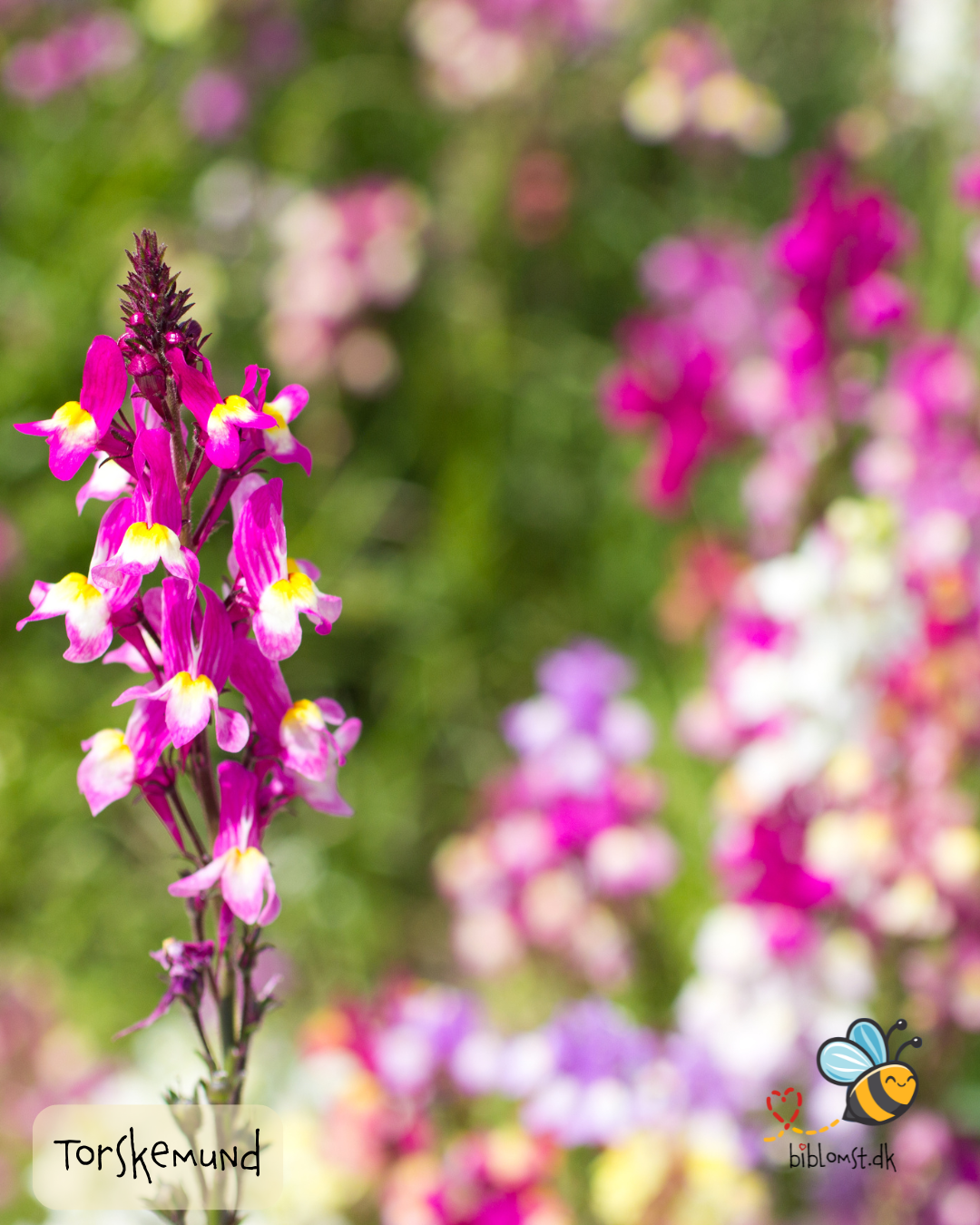 Marokkansk Torskemund - linaria maroccana