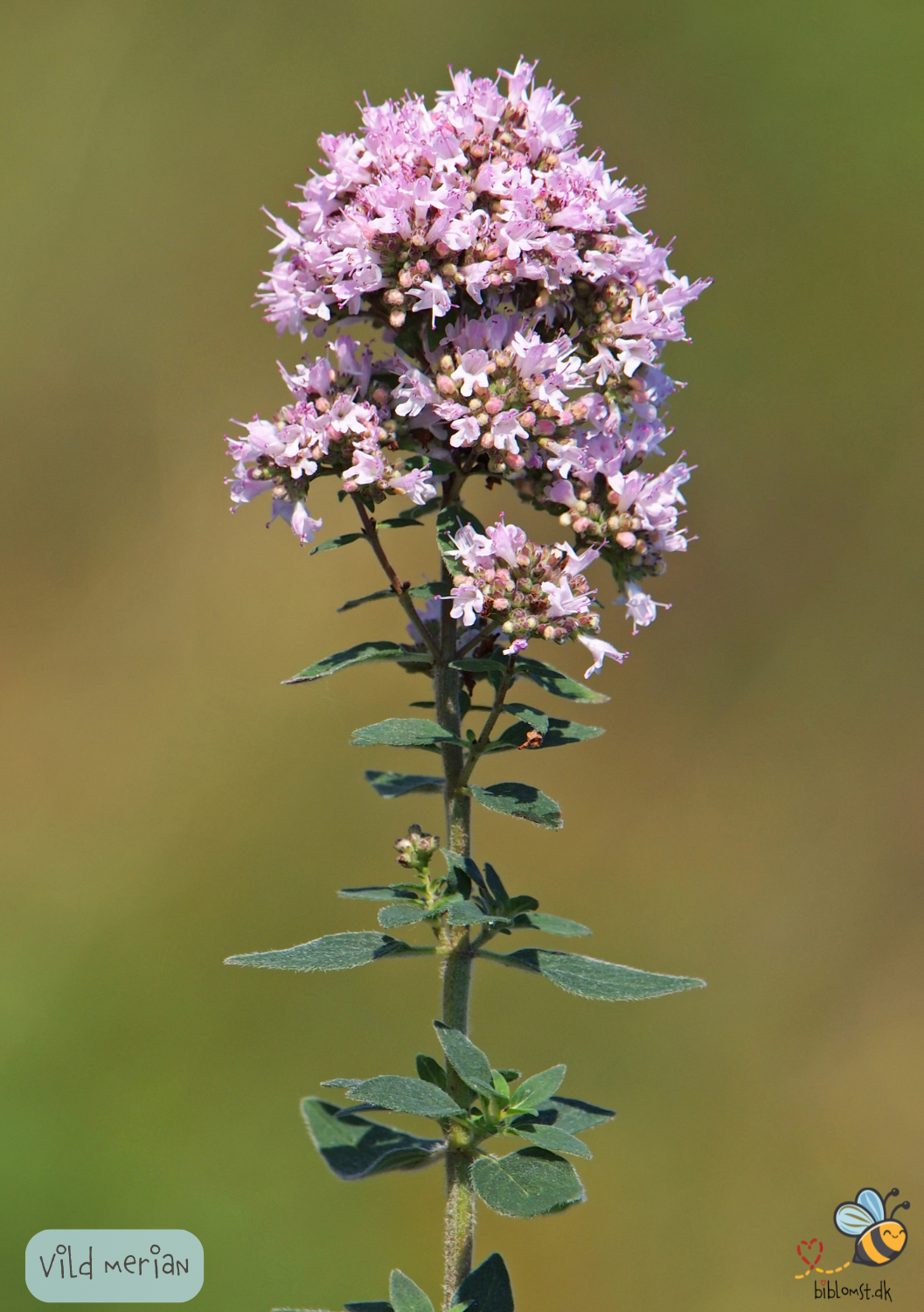 Vild Merian - Origanum majorana