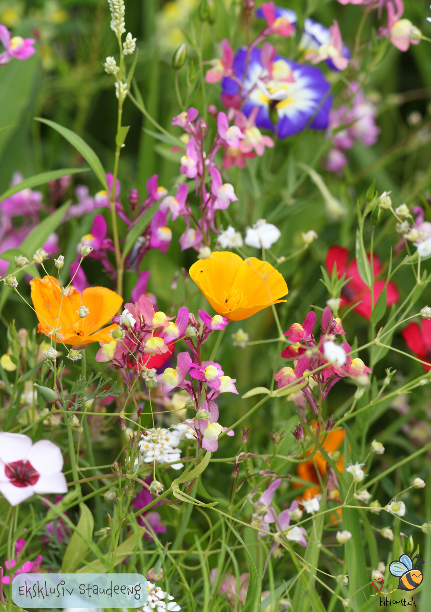 Eksklusiv Staudeeng - Blomster i haven hvert år fremover