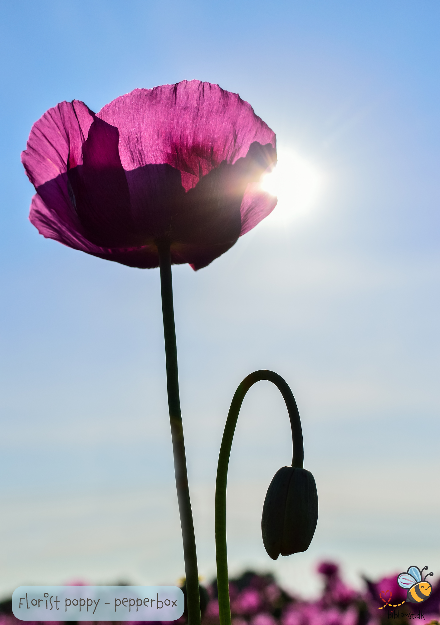 Papaver somniferum 'Pepperbox Florists Poppy'