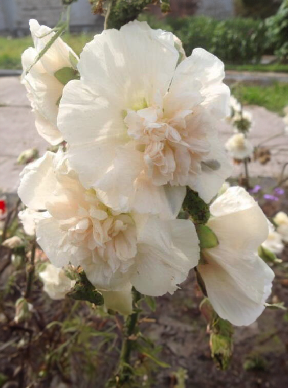 Stokrose, dobbelt -Althaea rosea annua 'Majorette Champagne'