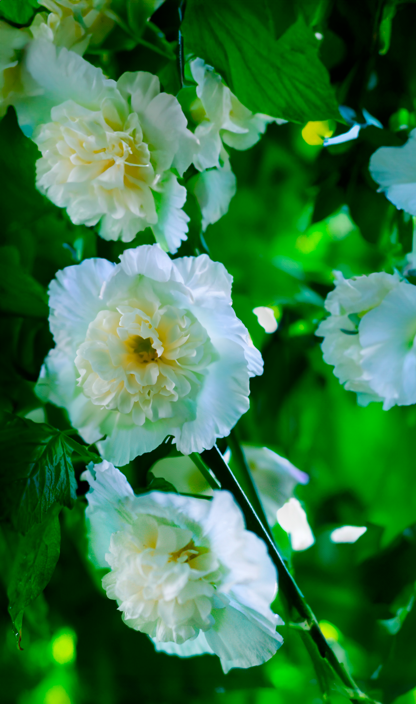 Stokrose 'Chater's Double Triumph White' - Alcea rosea