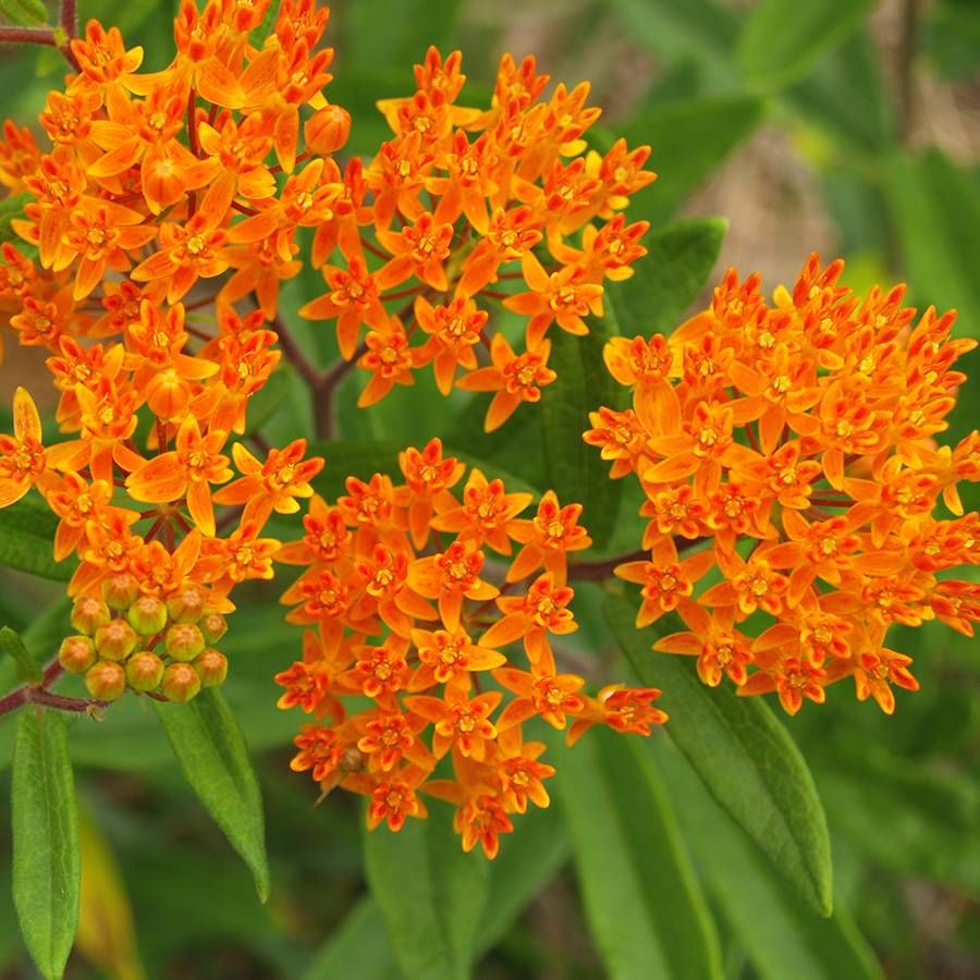 Silkeplante Orange - butterfly weed (asclepias tuberosa)