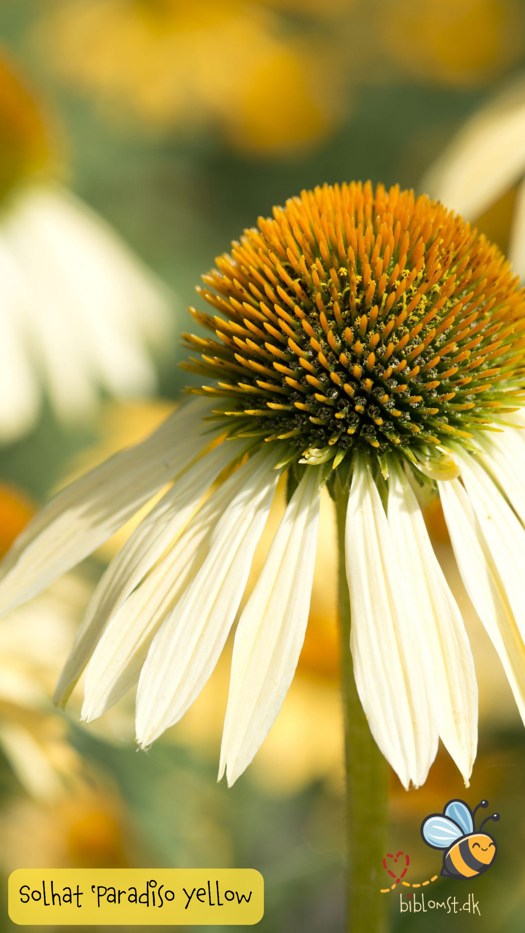 Gul Purpur Solhat – Echinacea purpurea ‘Paradiso Yellow’