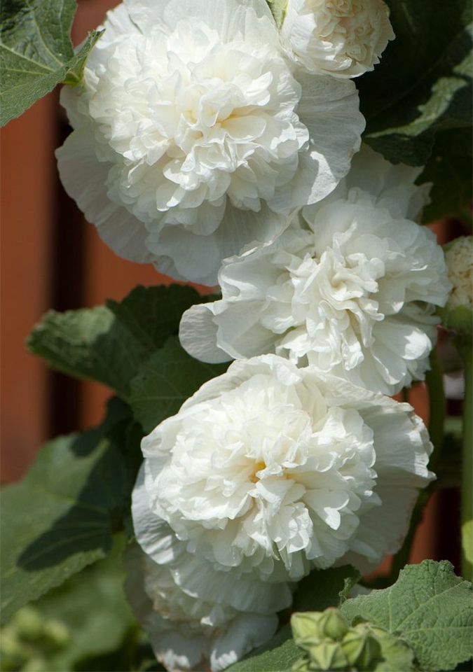Stokrose 'Chater's Double Triumph White' - Alcea rosea