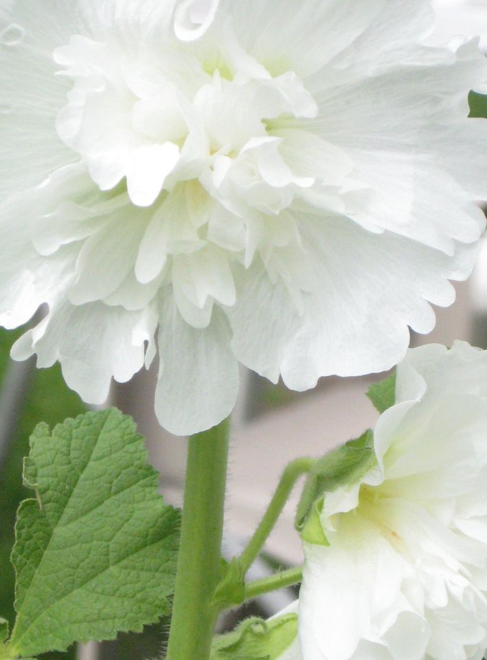 Stokrose 'Chater's Double Triumph White' - Alcea rosea