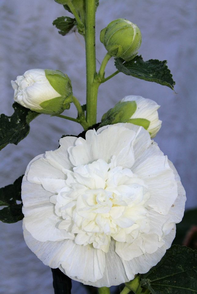 Stokrose 'Chater's Double Triumph White' - Alcea rosea
