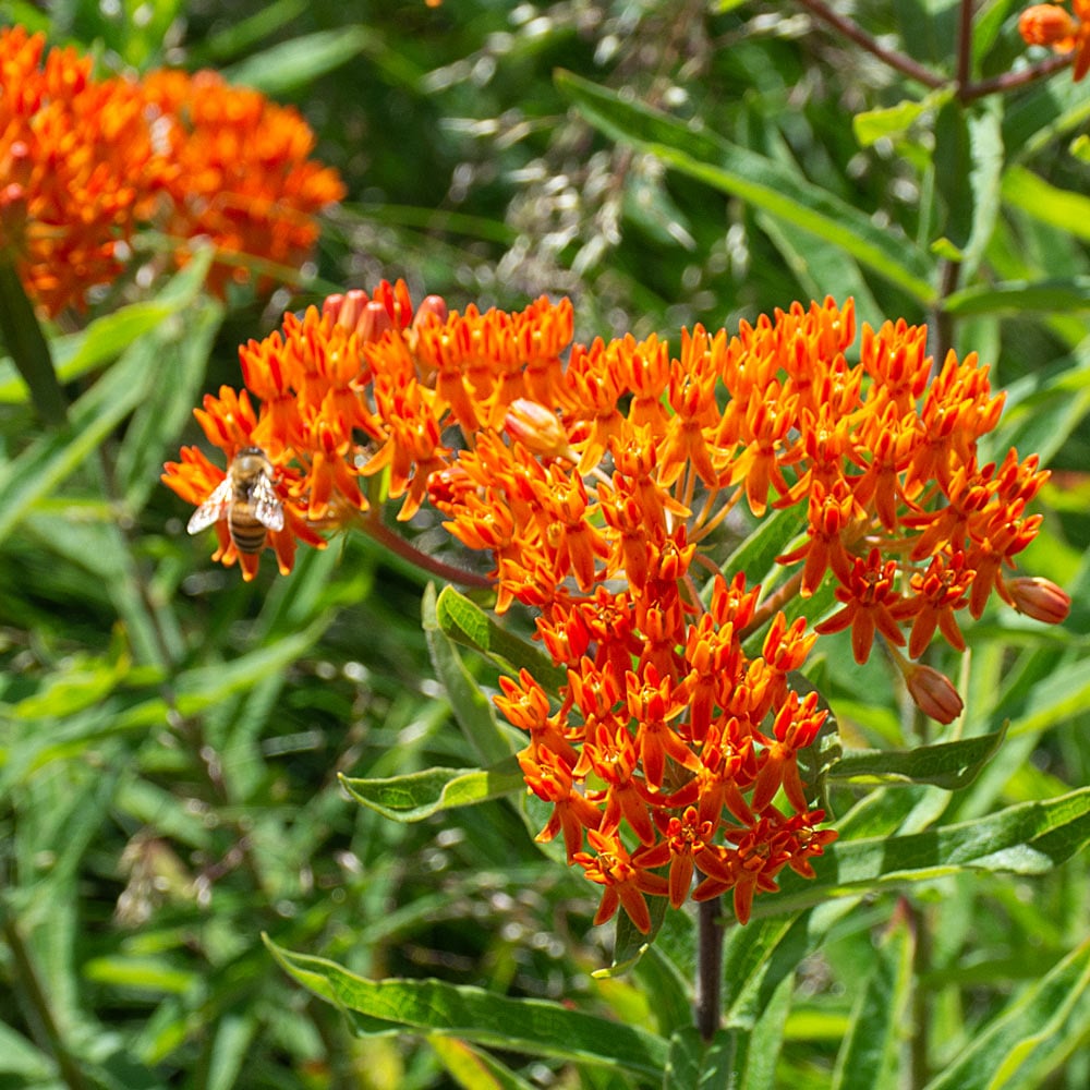 Silkeplante Orange - butterfly weed (asclepias tuberosa)