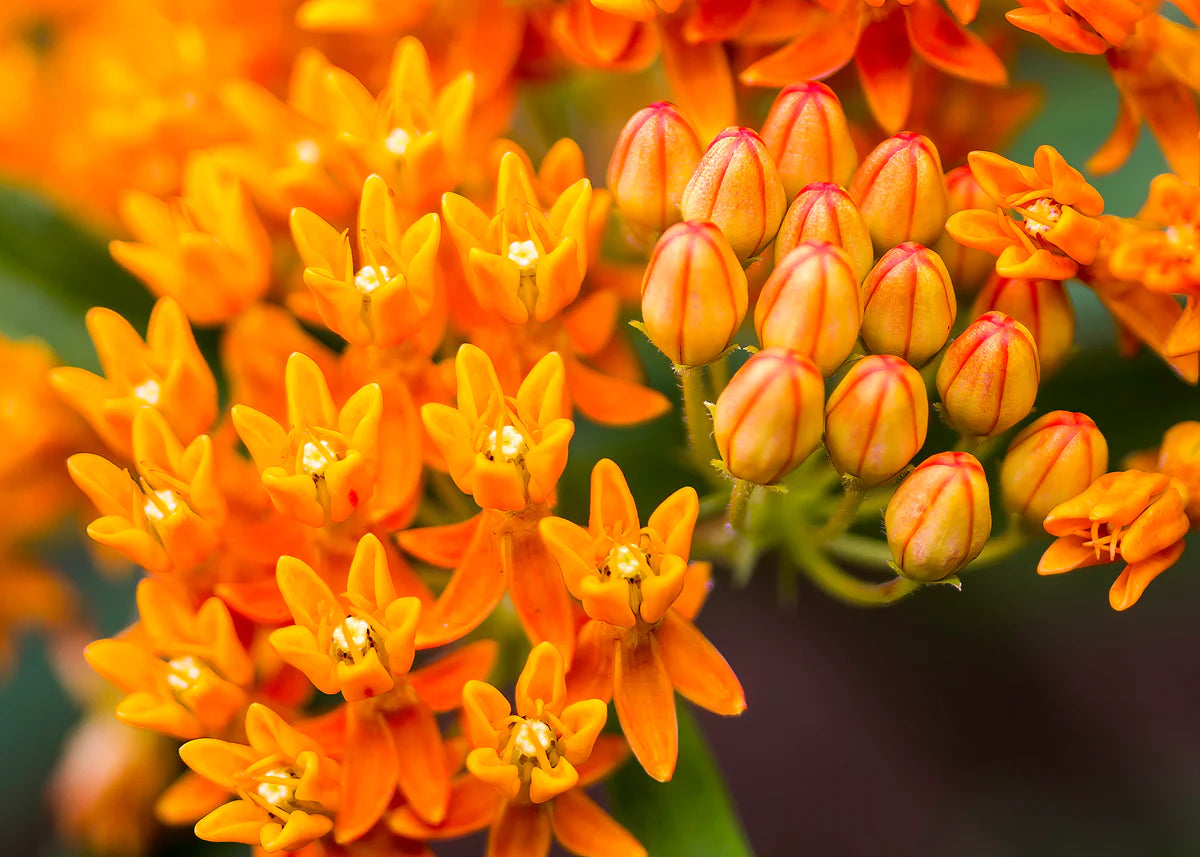 Silkeplante Orange - butterfly weed (asclepias tuberosa)
