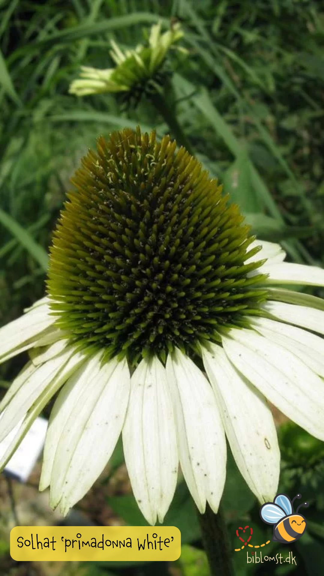 Hvid Purpur Solhat – Echinacea purpurea ‘Primadonna White’