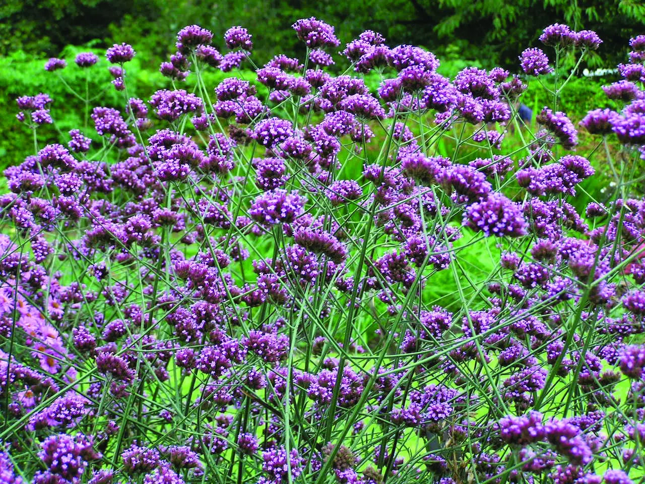 Kæmpe Verbena (Jernurt) - Finesse - verbena bonarensis