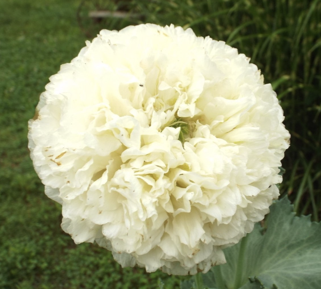 Pæonvalmue 'Double Cream' - Papaver paeoniflorum