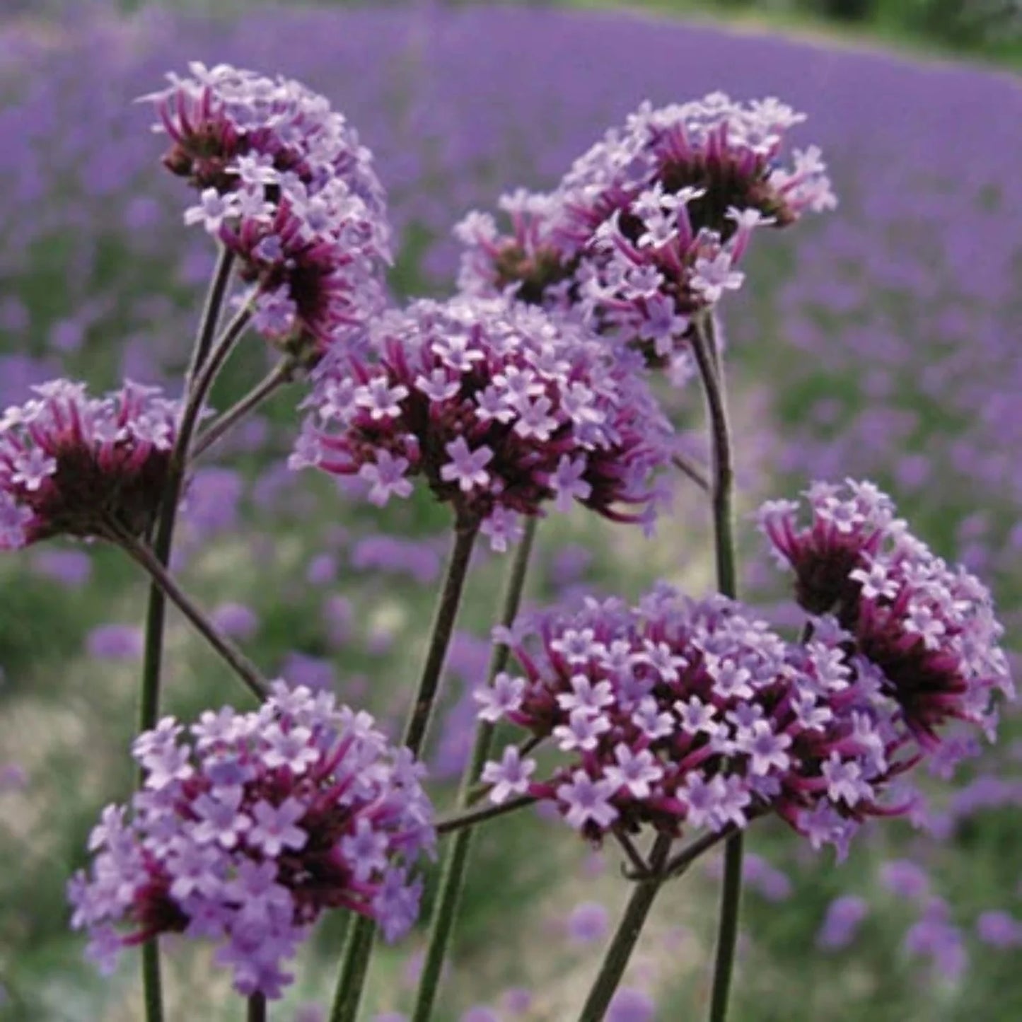 Kæmpe Verbena (Jernurt) - Finesse - verbena bonarensis