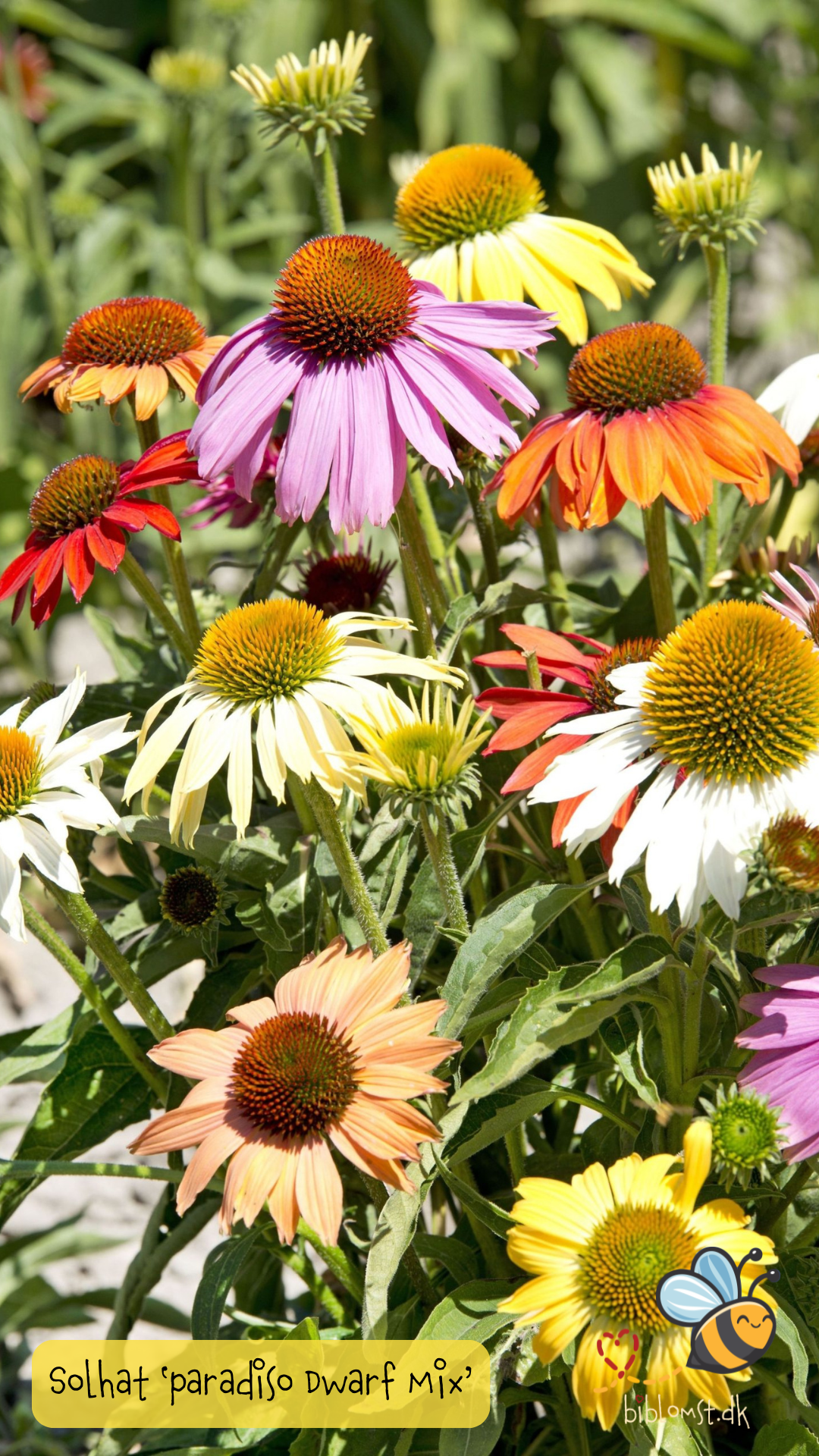 Purpur solhat – Echinacea purpurea ‘Paradiso Dwarf Mix’