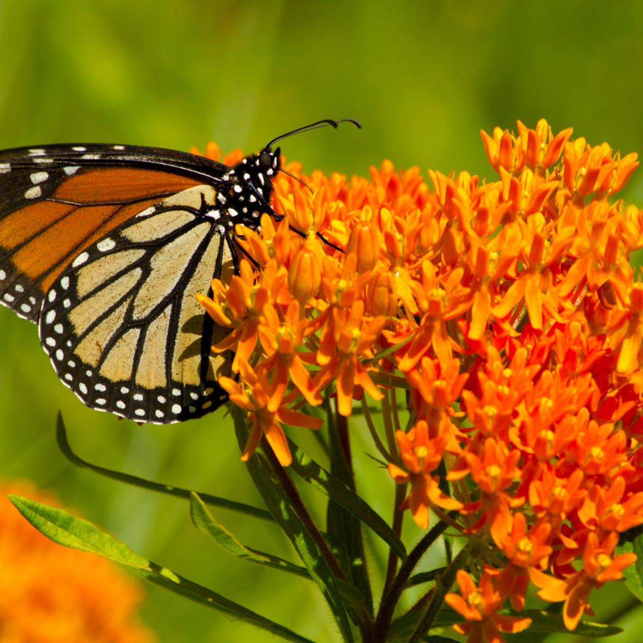 Silkeplante Orange - butterfly weed (asclepias tuberosa)