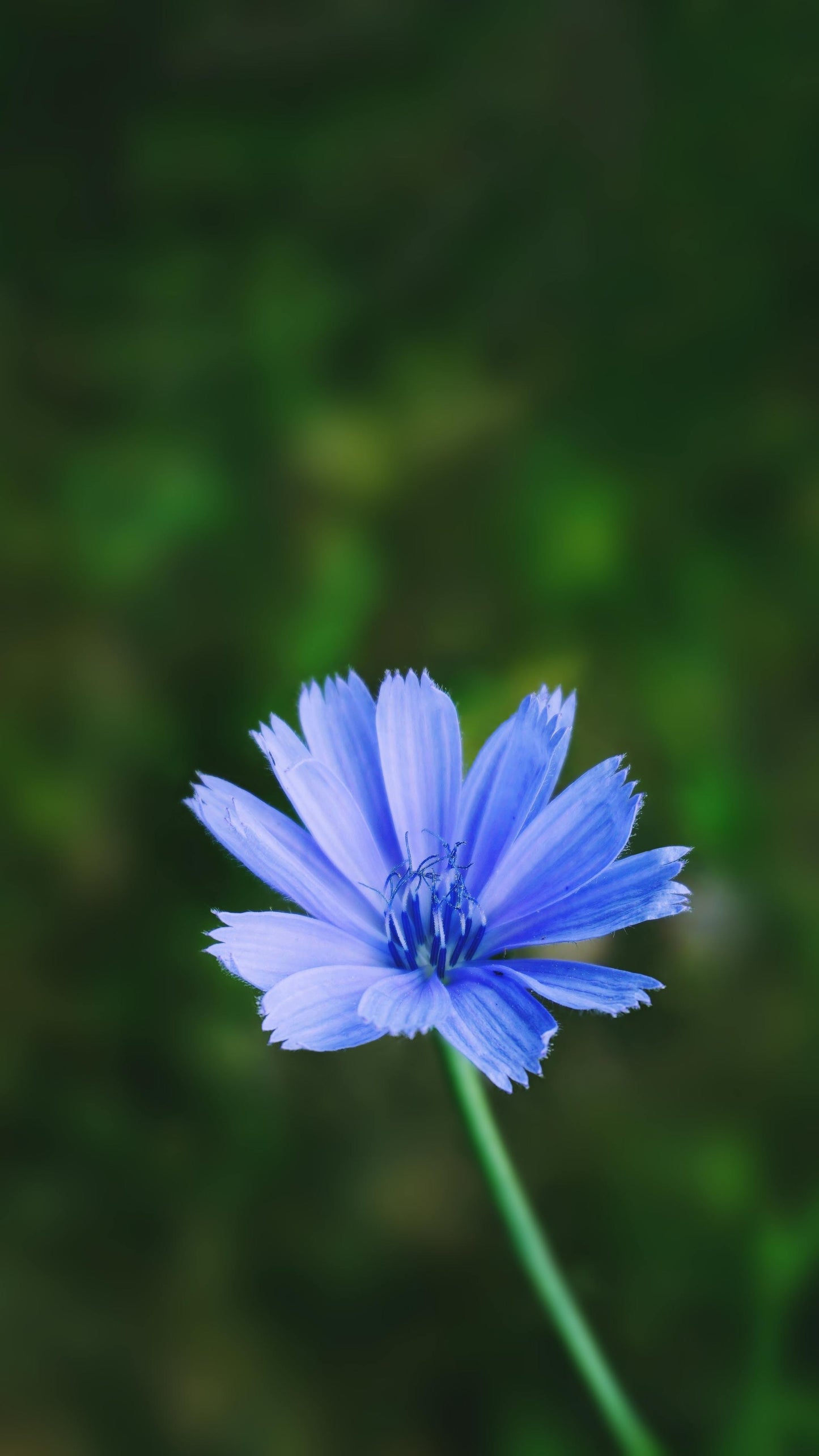 Cikorie – Cichorium intybus