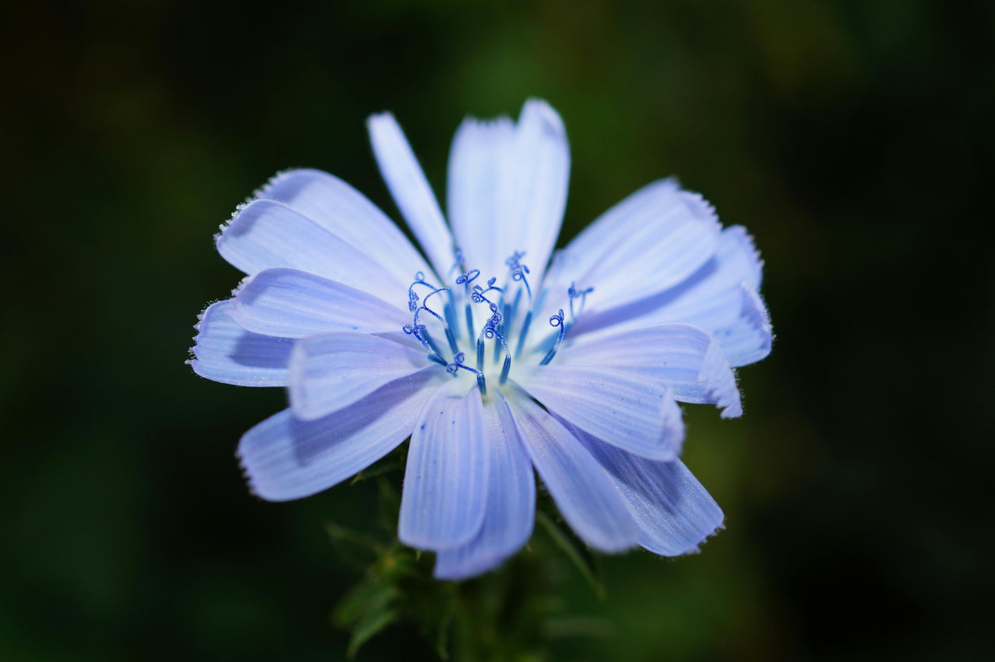 Cikorie – Cichorium intybus