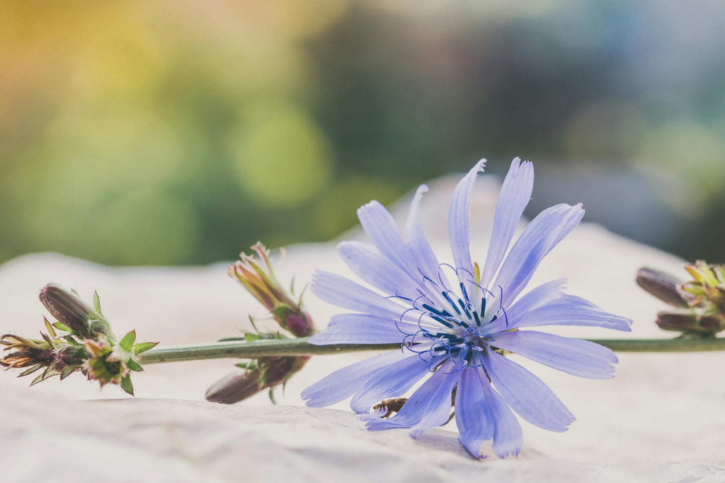 Cikorie – Cichorium intybus