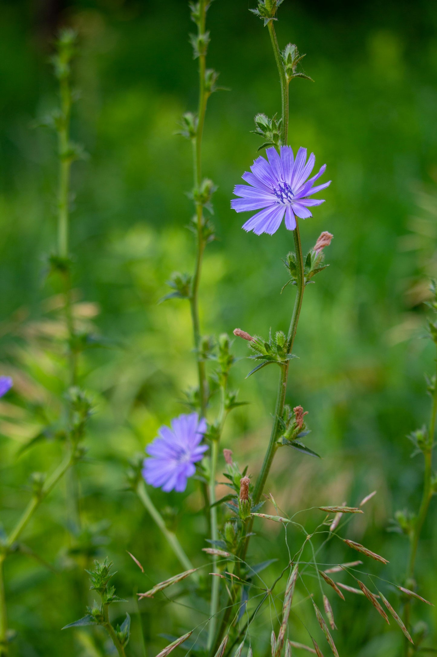 Cikorie – Cichorium intybus