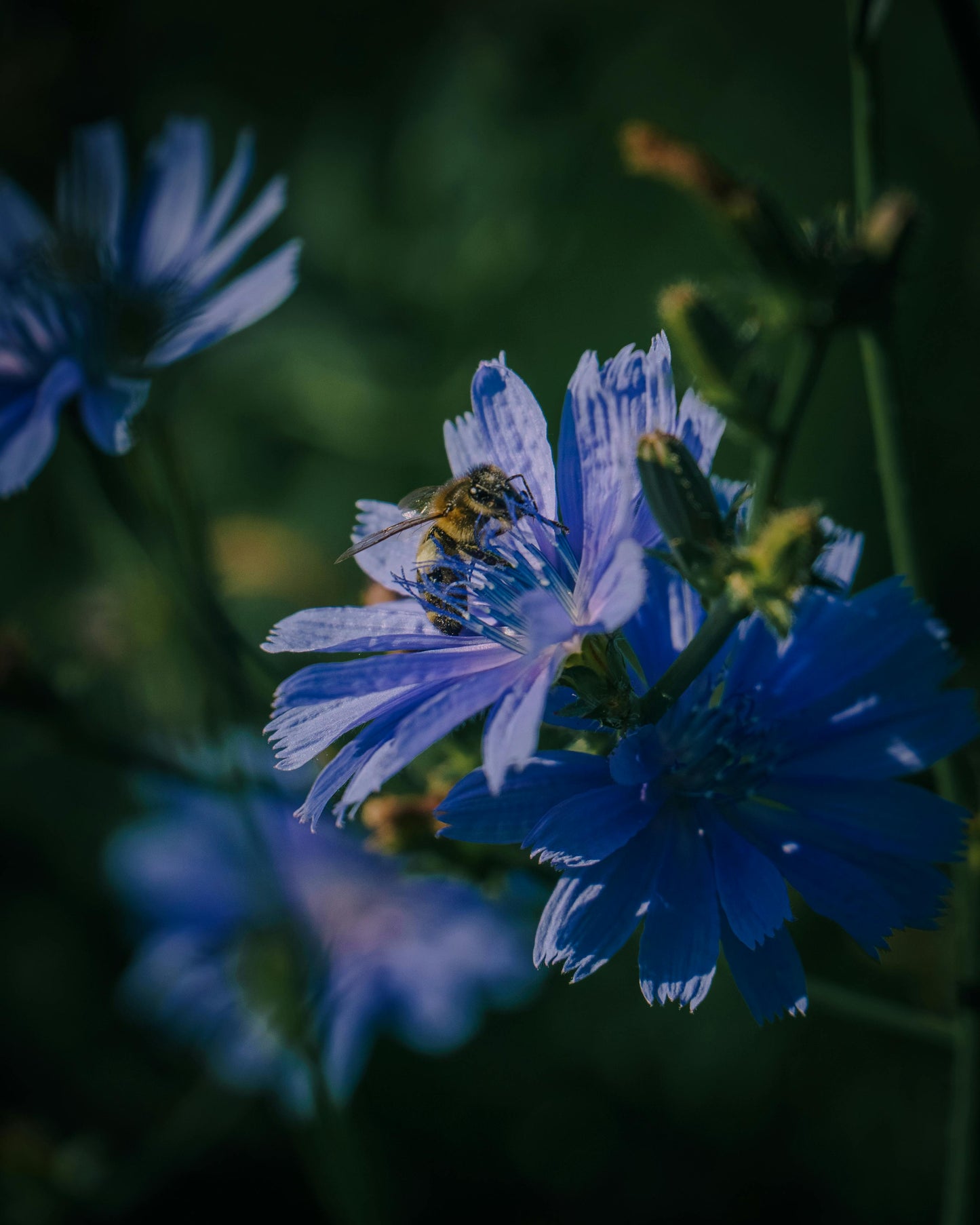 Cikorie – Cichorium intybus