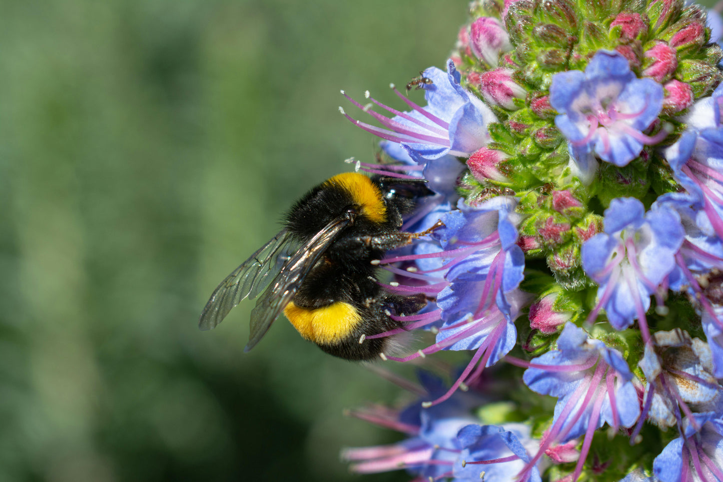 Dværg slangehoved - echium plantagineum