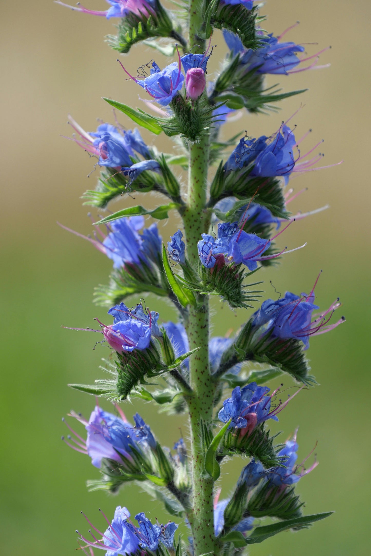 Dværg slangehoved - echium plantagineum
