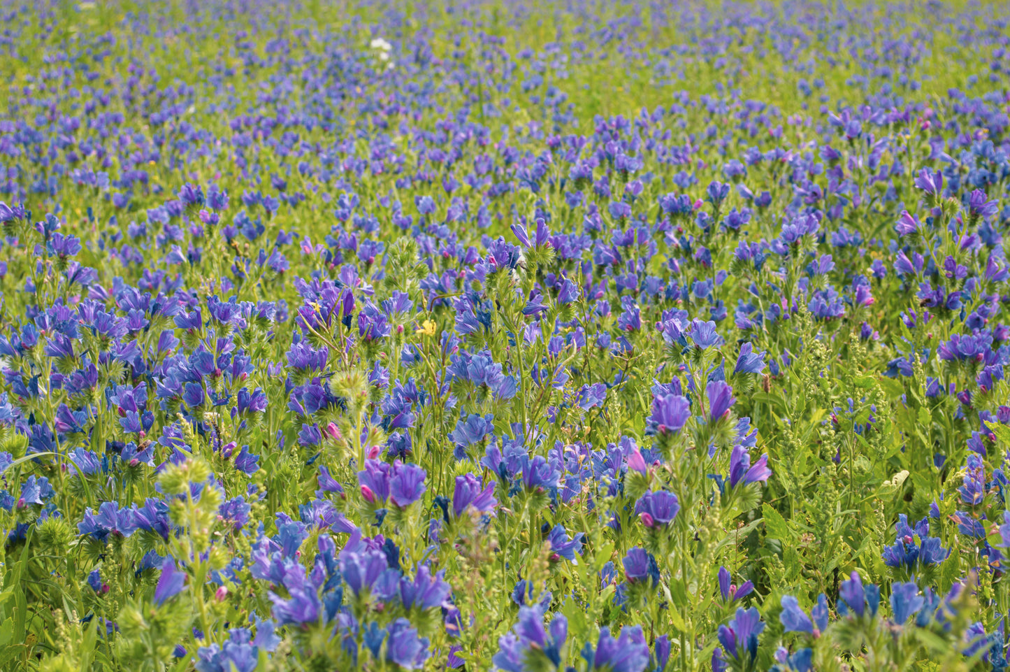 Dværg slangehoved - echium plantagineum
