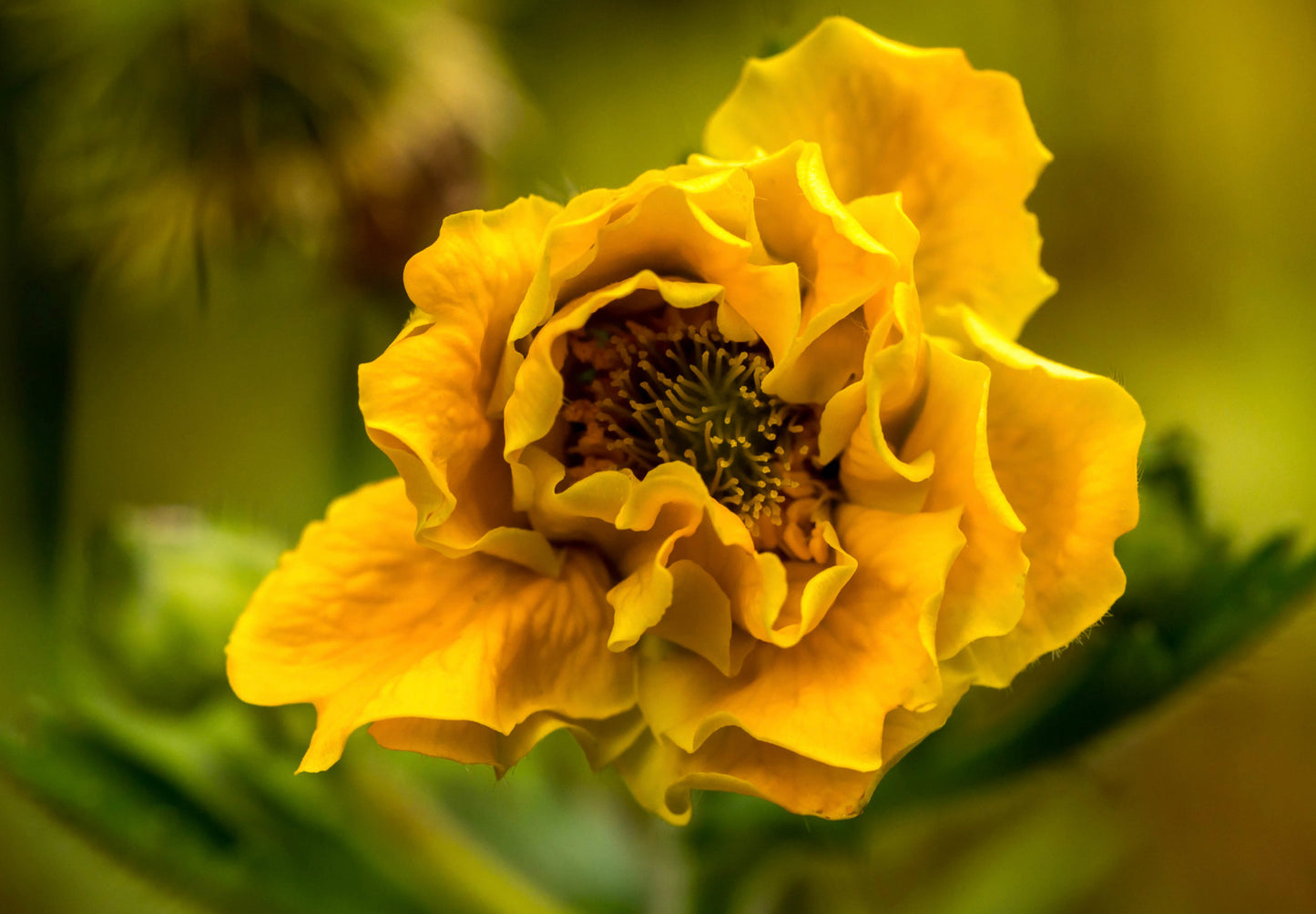 Nellikerod - Lady Stratheden - Geum chiloense