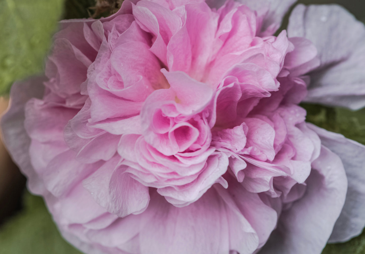 Stokrose 'Chater's Double Mix' - Alcea rosea 'Chater's Double Mix'