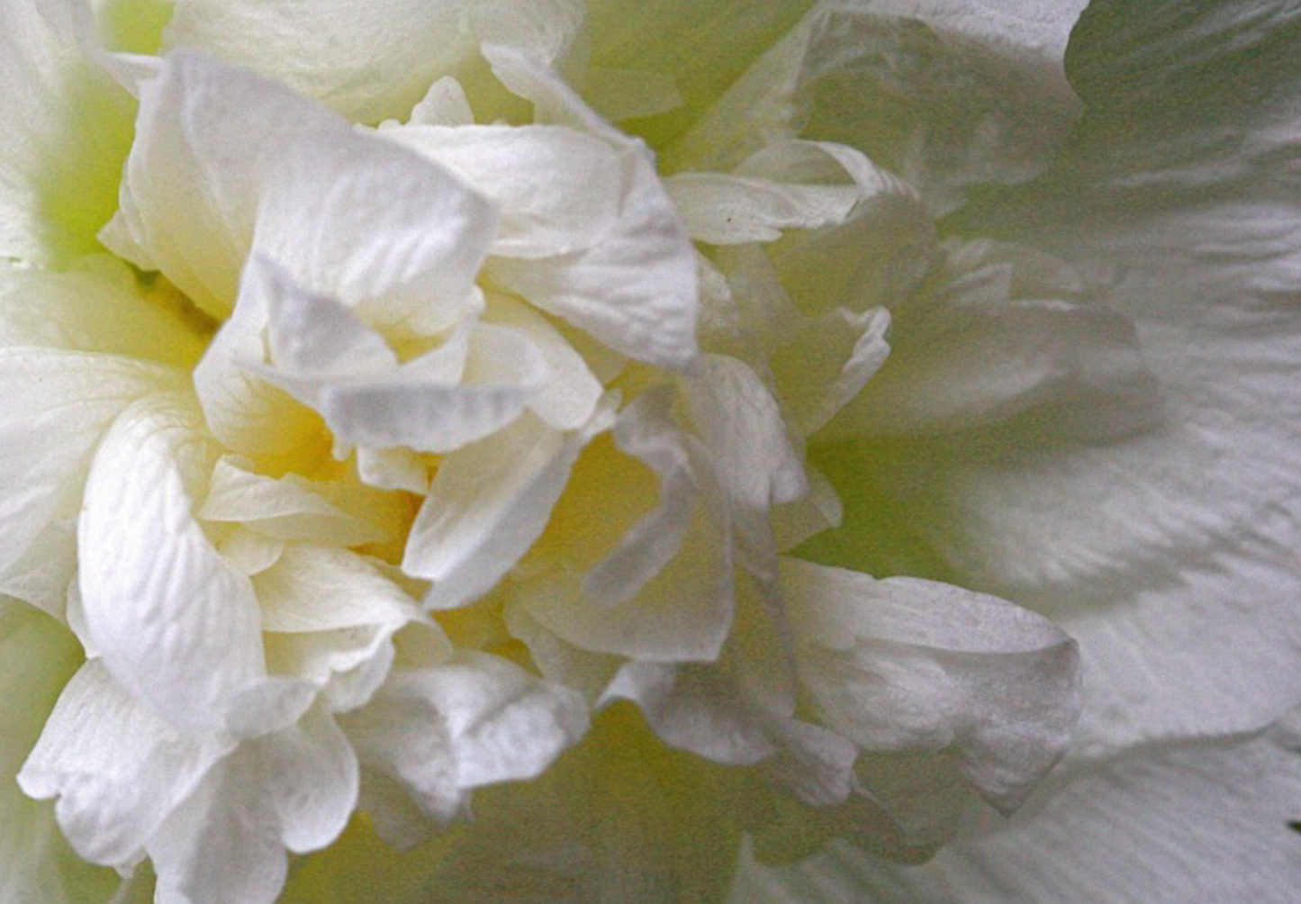 Stokrose 'Chater's Double Triumph White' - Alcea rosea