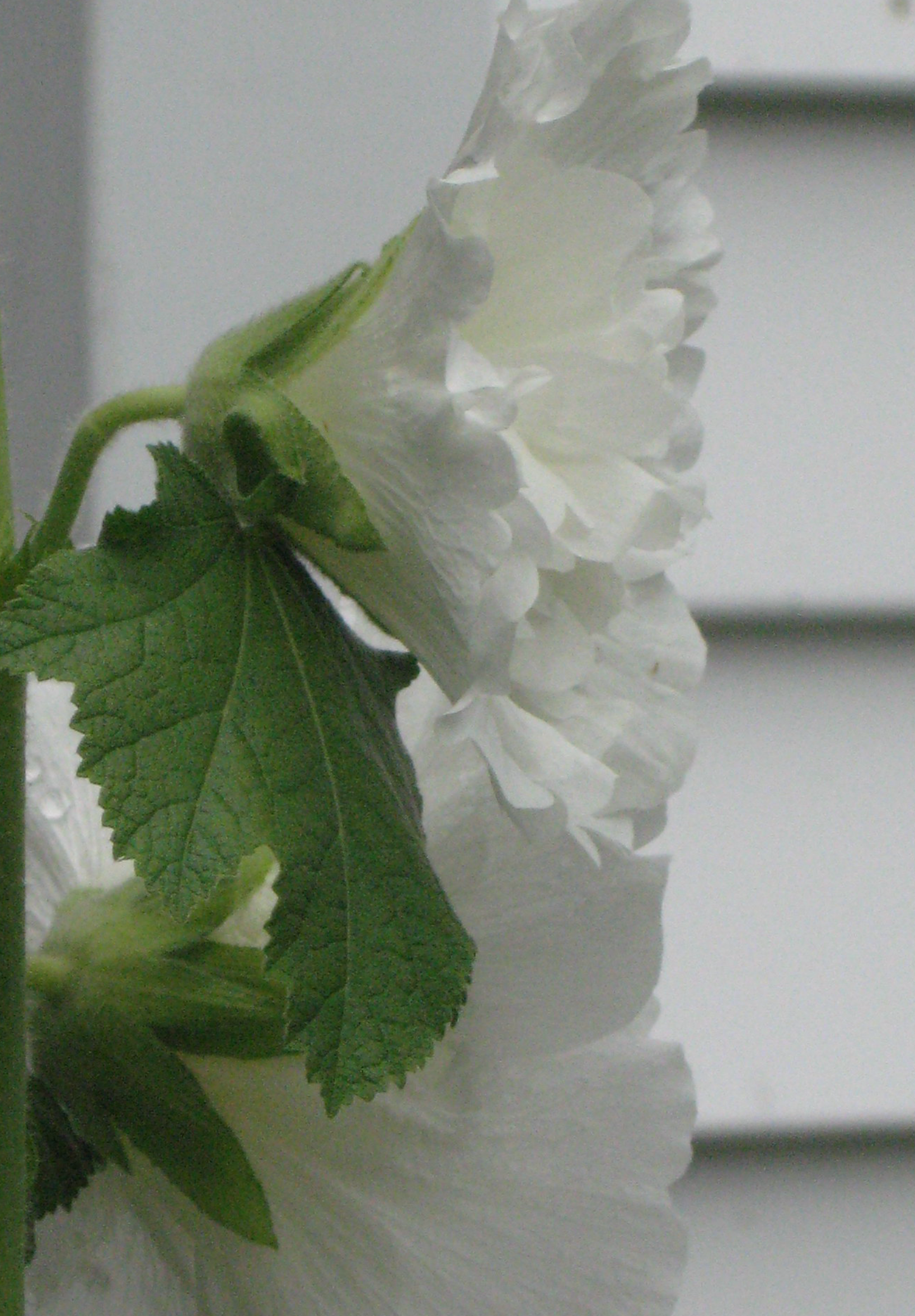 Stokrose 'Chater's Double Triumph White' - Alcea rosea