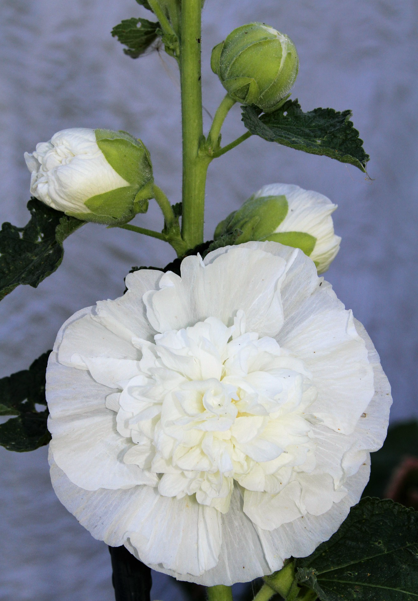 Stokrose 'Chater's Double Triumph White' - Alcea rosea