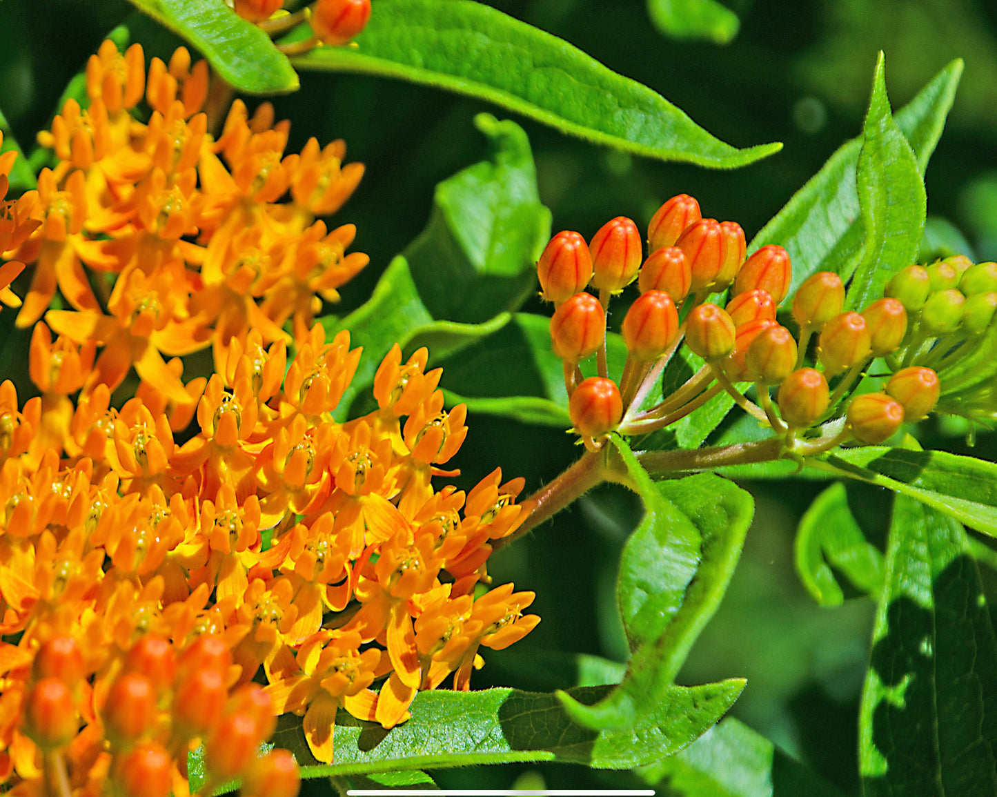 Silkeplante Orange - butterfly weed (asclepias tuberosa)