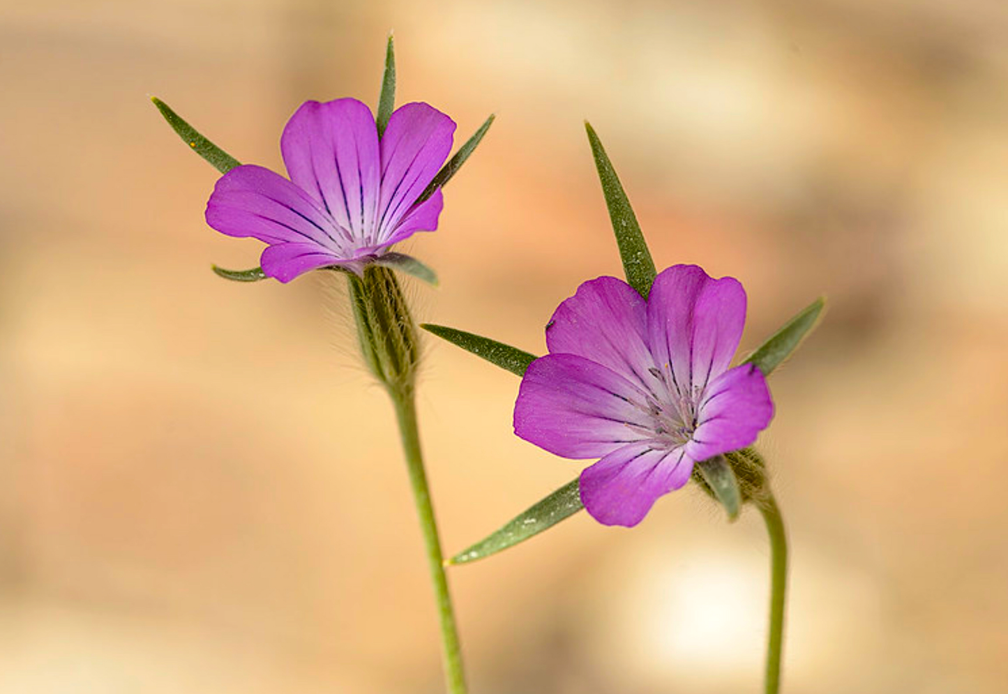 Klinte - Agrostemma githago