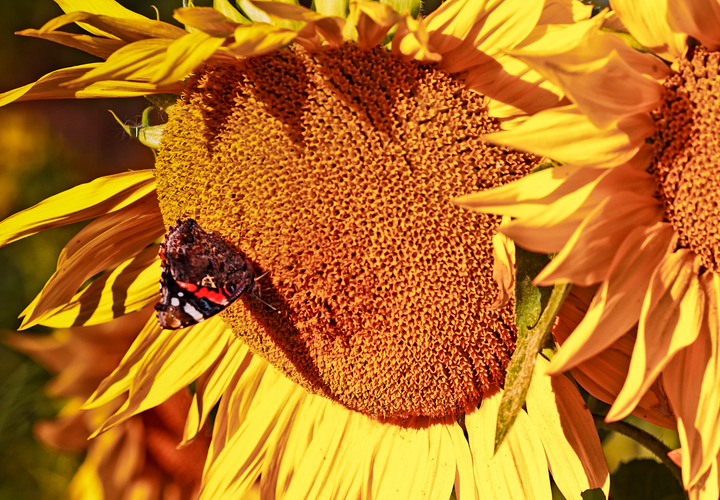Solsikke Kæmpe (Amerikansk hybrid)  - American Giant