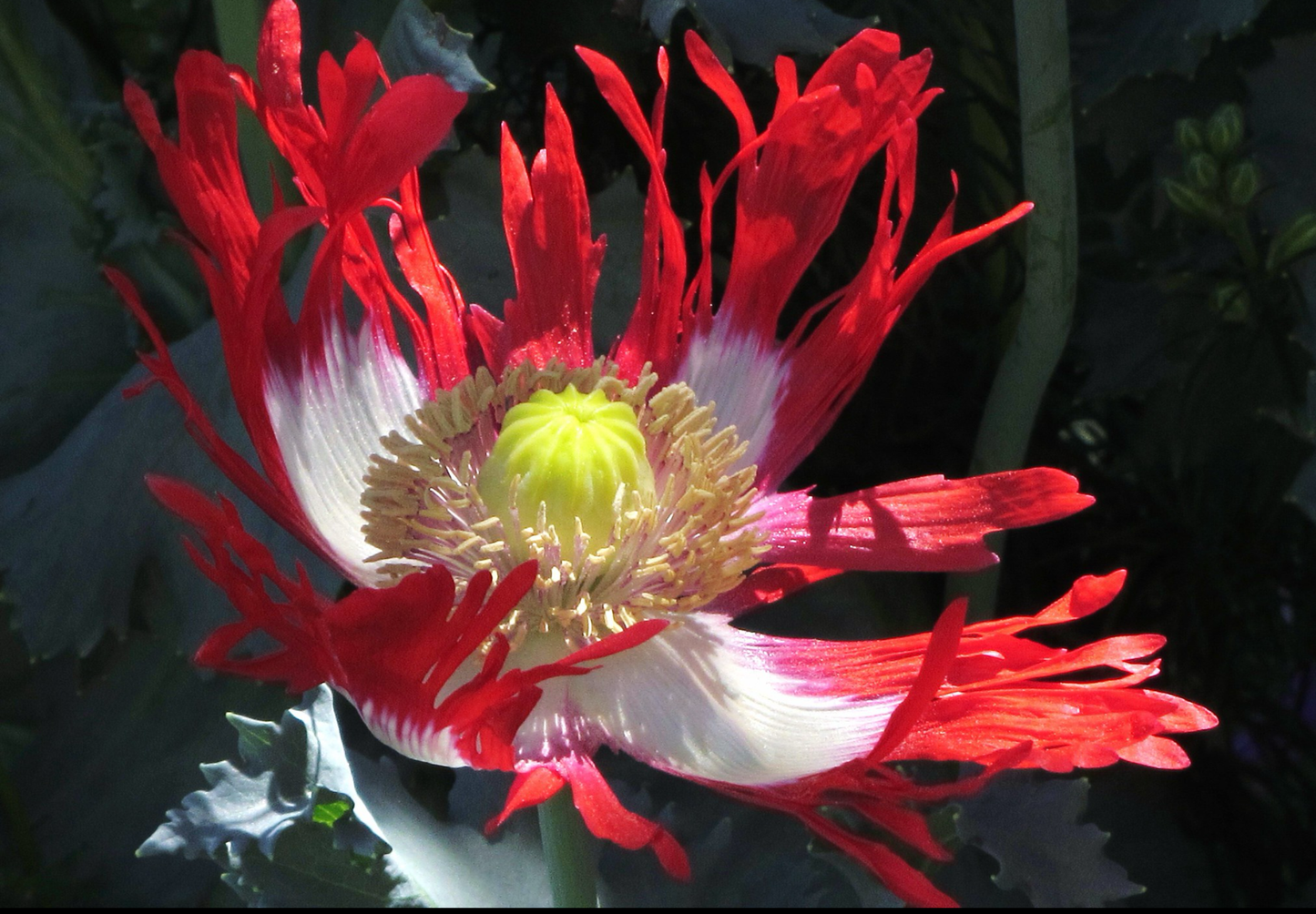 Opiumsvalmue "Dannebrog" - papaver somniferum