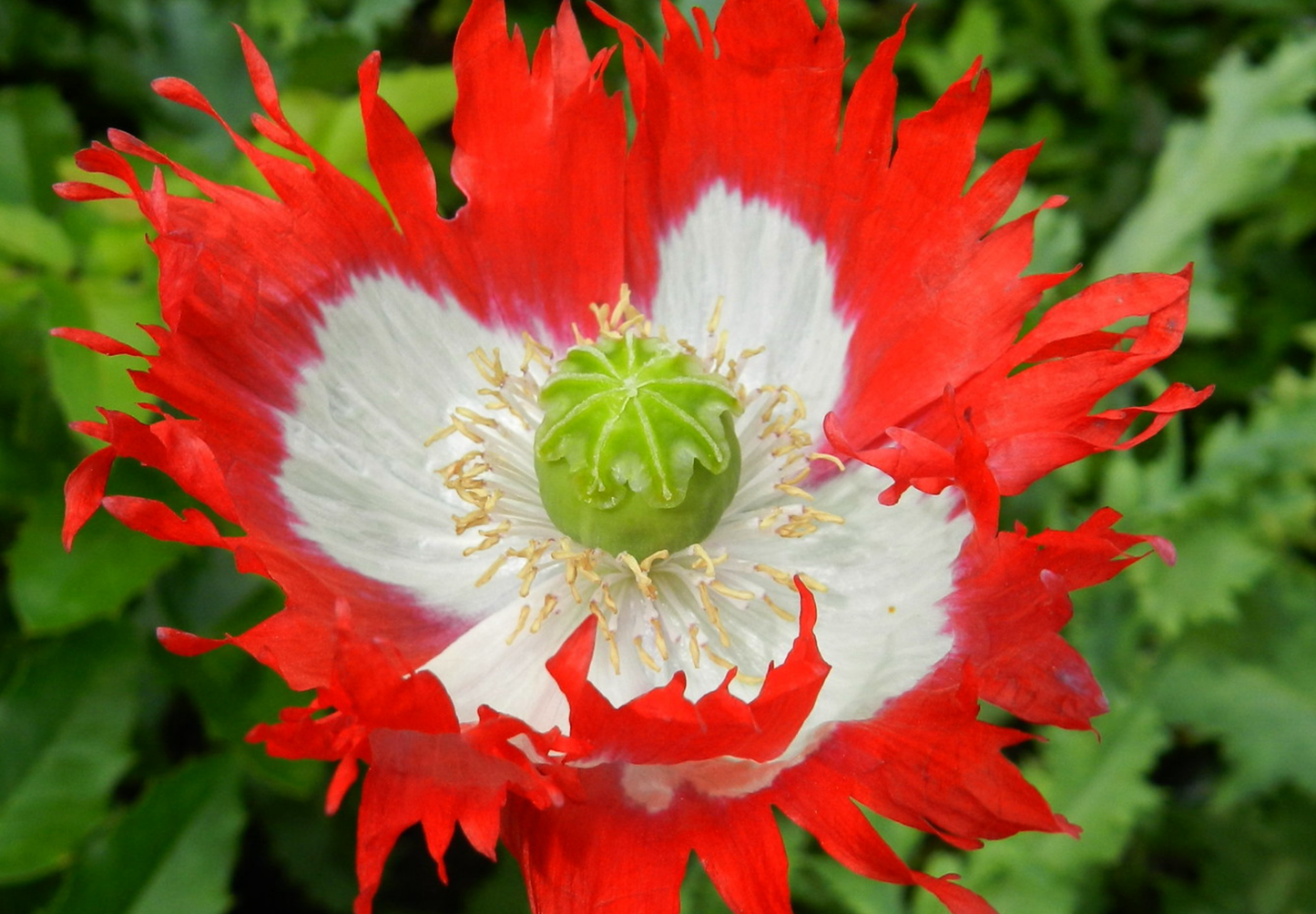 Opiumsvalmue "Dannebrog" - papaver somniferum