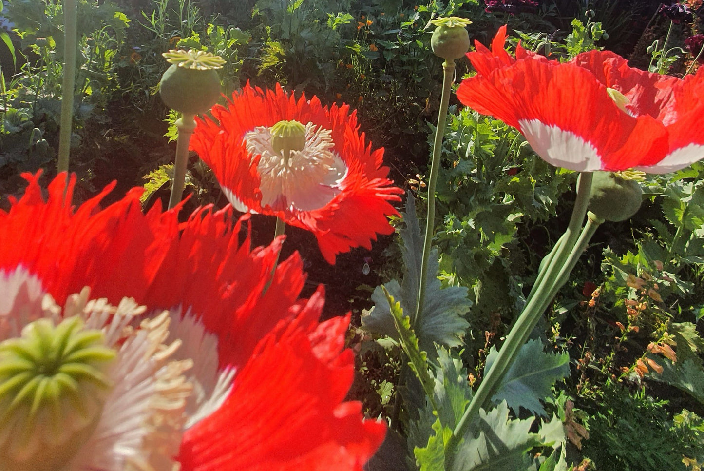 Opiumsvalmue "Dannebrog" - papaver somniferum