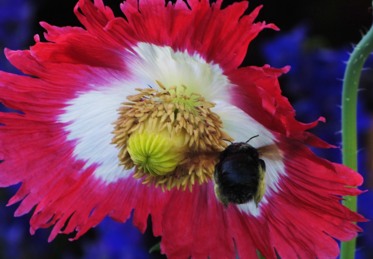 Opiumsvalmue "Dannebrog" - papaver somniferum