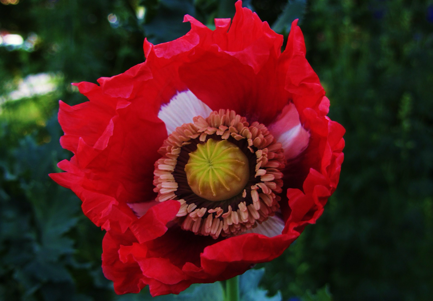 Opiumsvalmue "Dannebrog" - papaver somniferum