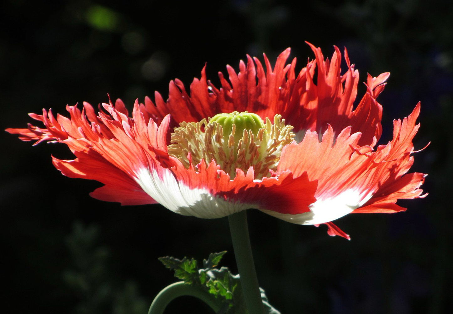Opiumsvalmue "Dannebrog" - papaver somniferum