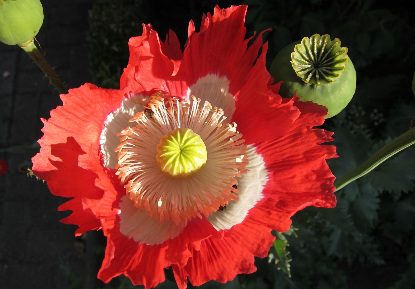 Opiumsvalmue "Dannebrog" - papaver somniferum