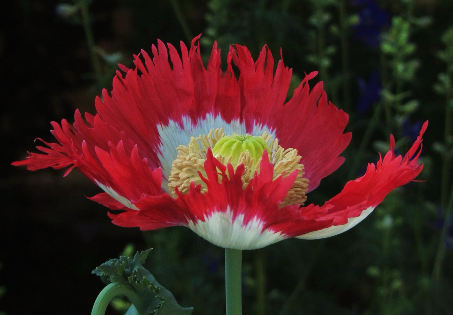 Opiumsvalmue "Dannebrog" - papaver somniferum