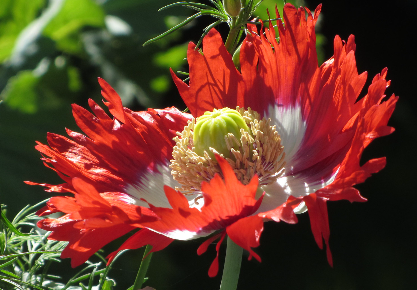 Opiumsvalmue "Dannebrog" - papaver somniferum