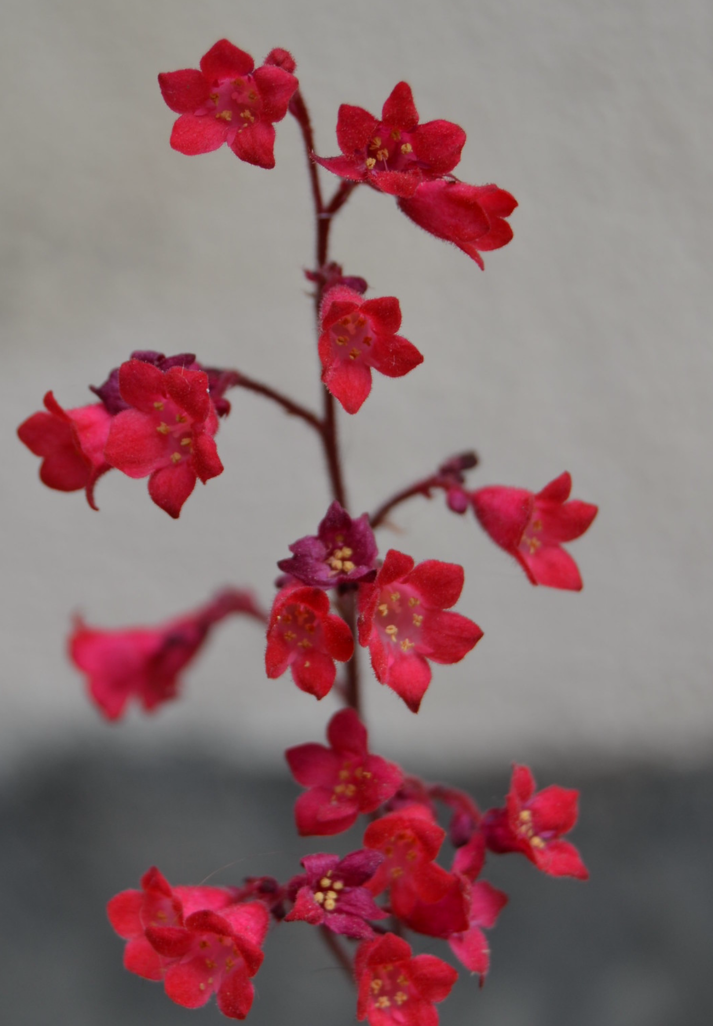 Purpurklokke “Red Coral Bells” - Heuchera Sanguinea