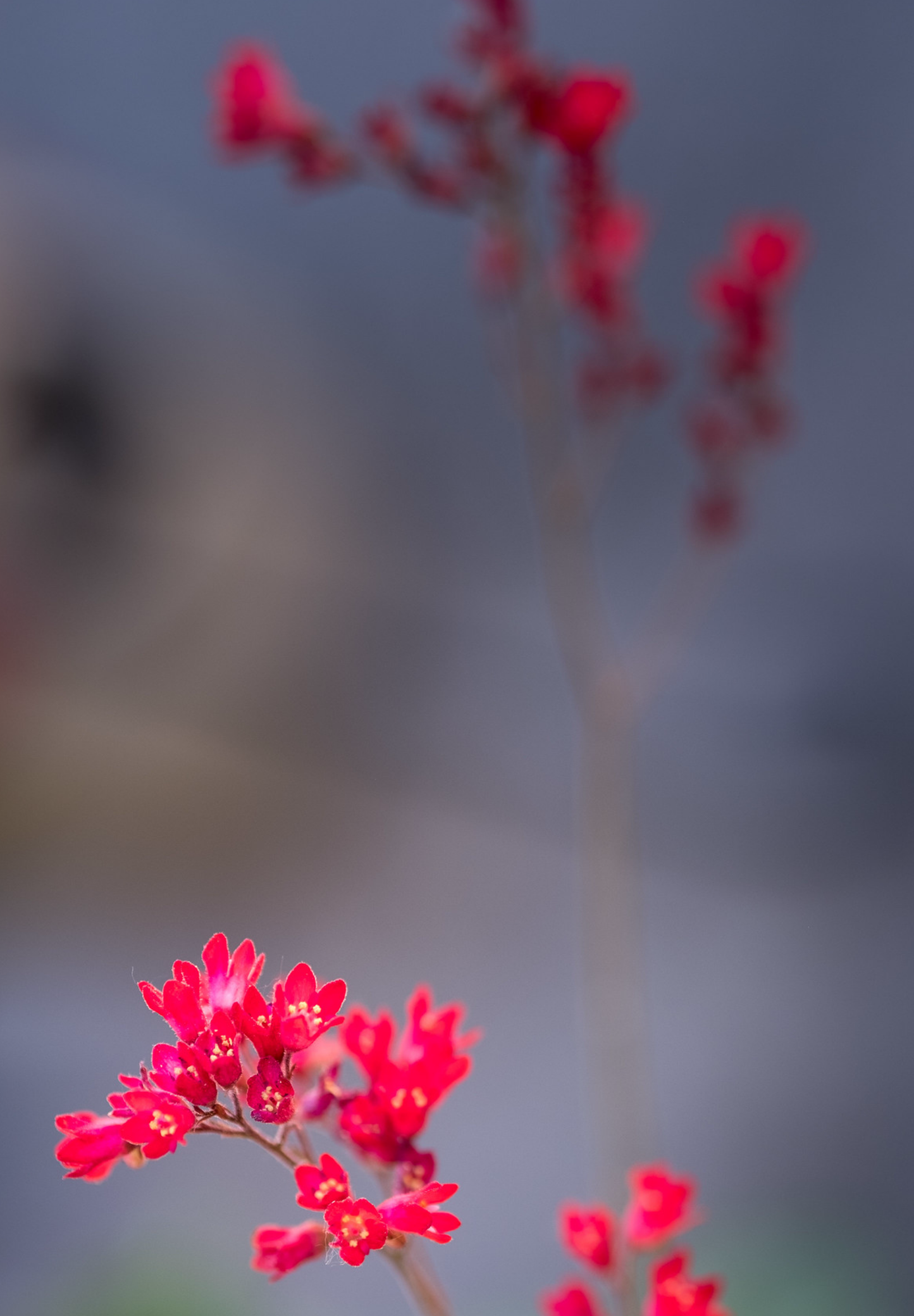 Purpurklokke “Red Coral Bells” - Heuchera Sanguinea