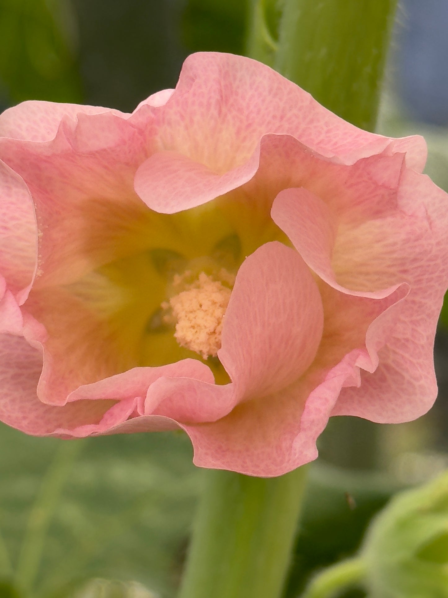 Pastelfarvede stokroser 'Skovlund' - alcea rosea