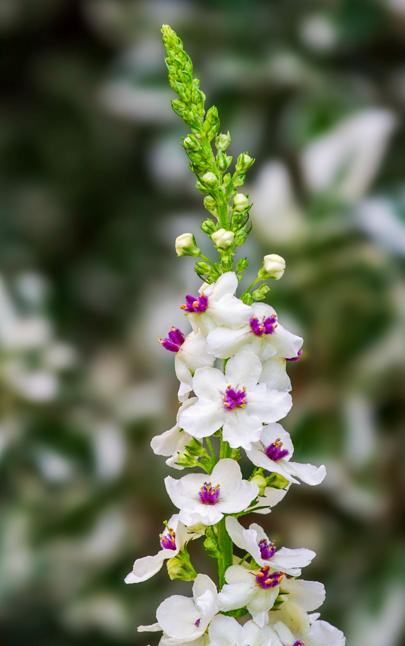 Kongelys mix-farver - verbascum phoeniceum