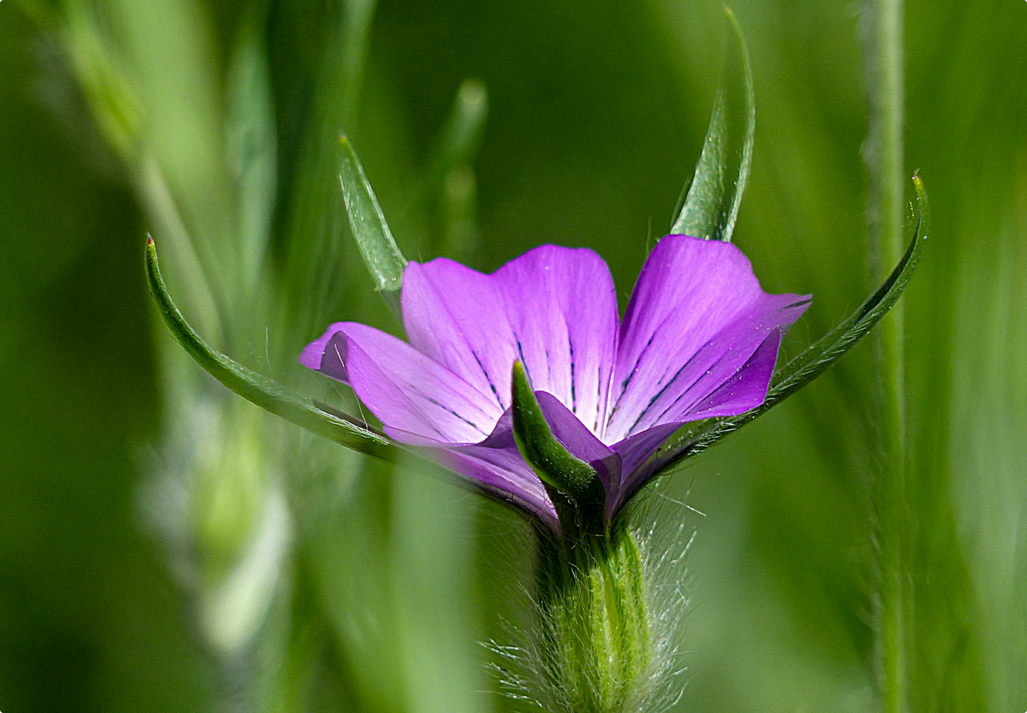 Klinte - Agrostemma githago